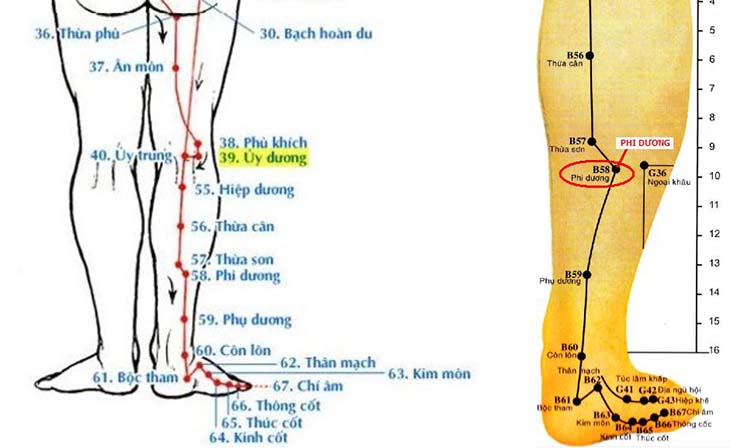 Huyệt Phi Dương nằm ở phần bắp chân